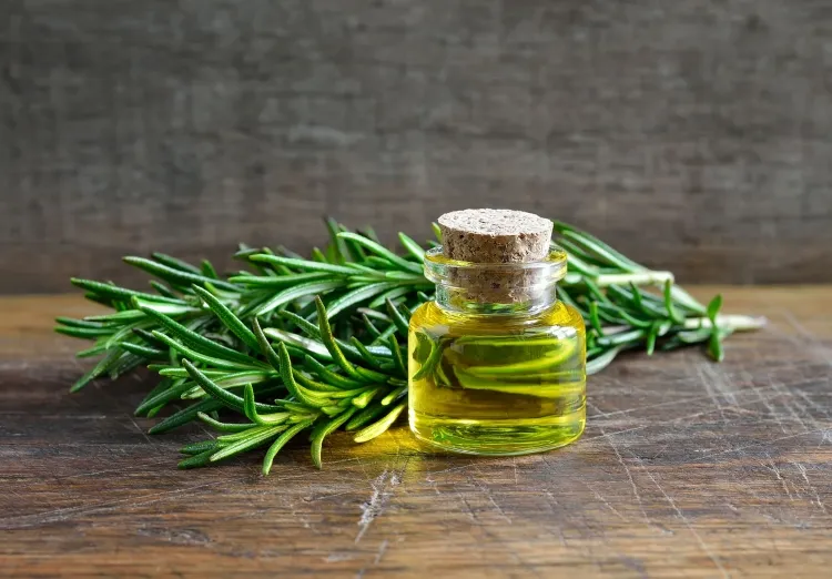 como hacer crecer el aceite de romero en el cabello