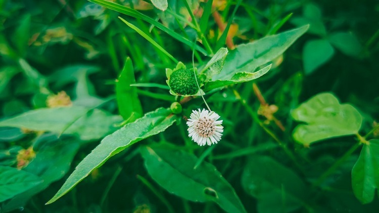 Aceite de Eclipta Prostrata: un producto increíble contra las canas - 2026
