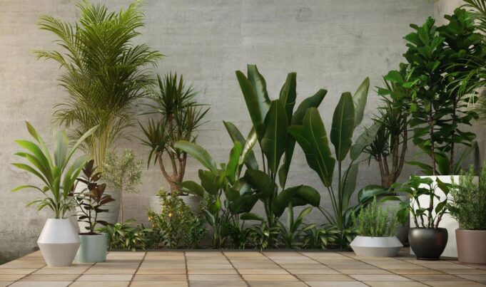 La belleza y beneficios de las Plantas de Interior